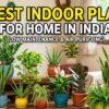 10 Best Indoor Plants for Home in India (Low Maintenance & Air Purifying)