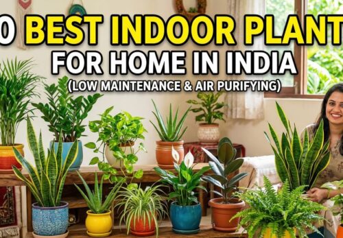 10 Best Indoor Plants for Home in India (Low Maintenance & Air Purifying)