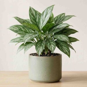 Aglaonema Ernesto Hybrid indoor plant in pot