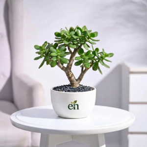 Jade bonsai on pot