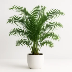areca palm indoor tropical plant in decorative pot