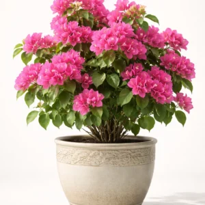 bougainvillea colorful flowering plant in decorative garden pot