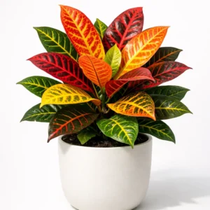 croton colorful ornamental foliage plant in decorative pot