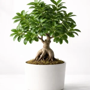 ficus bonsai miniature tree with thick trunk in decorative bonsai pot