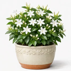 jasmine flowering plant with white fragrant flowers in decorative pot