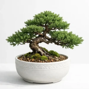 juniper bonsai miniature evergreen tree with needle foliage in bonsai pot