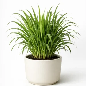 lemongrass herb plant in decorative garden pot