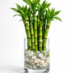 lucky bamboo dracaena sanderiana indoor plant in decorative vase