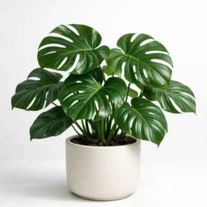 monstera deliciosa indoor plant in decorative pot