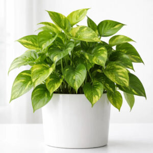 money plant pothos indoor plant in pot