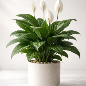 Peace lily indoor plant with white flowers