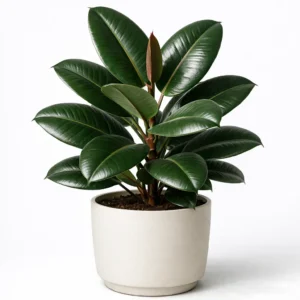 rubber plant ficus elastica glossy leaf indoor plant in modern pot