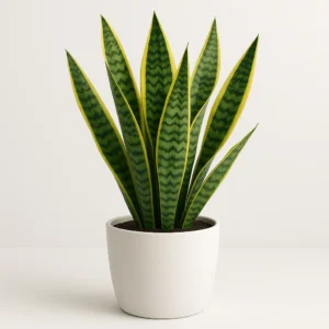 Snake plant indoor plant in ceramic pot