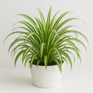 spider plant houseplant in decorative indoor pot