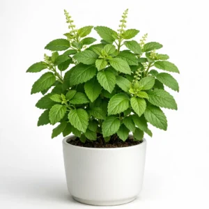tulsi holy basil herb plant growing in decorative clay pot