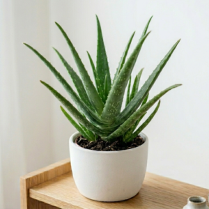 Aloe vera plant in white pot