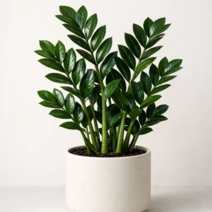 zz plant indoor plant in ceramic pot