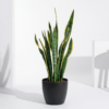 How a Snake Plant Can Improve Your Daily Life ?