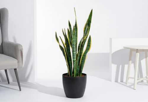 How a Snake Plant Can Improve Your Daily Life ?
