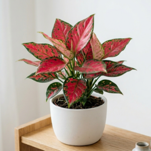 Plant in white pot