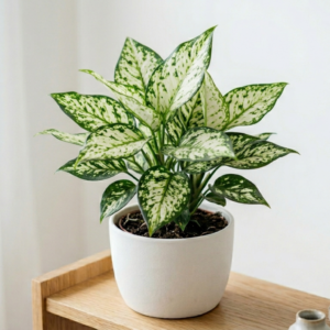 plants in white pot
