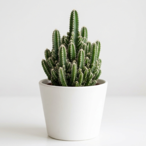 Cactus in white pot