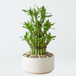 3 layer lucky bamboo in white pot