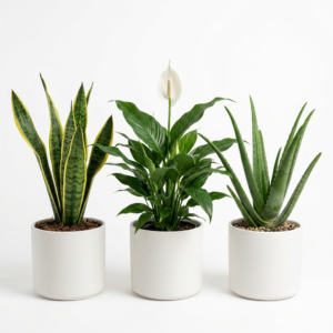 Air purifying indoor plants combo