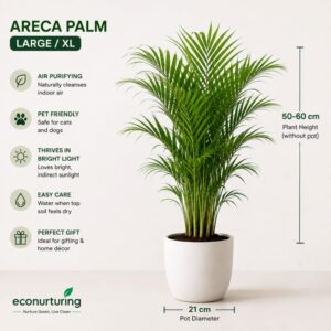 Areca Palm (Large / XL)