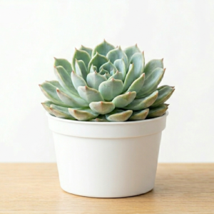 plant in white pot