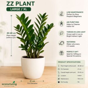 zz plant large xl