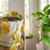 Money Plant Leaves Turning Yellow? 10 Common Reasons & Easy Solutions