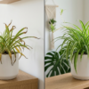 What Causes Spider Plant Brown Tips? (With Easy Solutions)