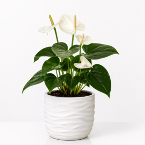 white anthurium plant in white decorative pot