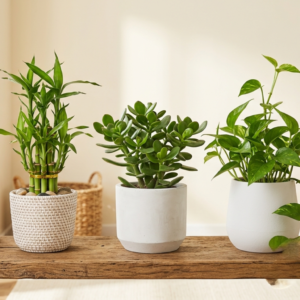 Good Luck & Prosperity Plant Combo with Lucky Bamboo 3 Layer, Jade Plant and Money Plant in nursery pots