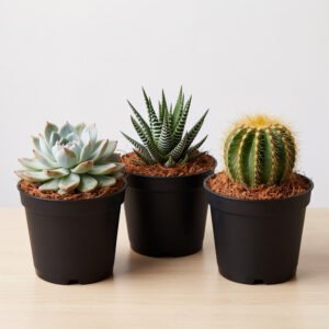 Echeveria Zebra Haworthia and Cactus combo live succulent plants